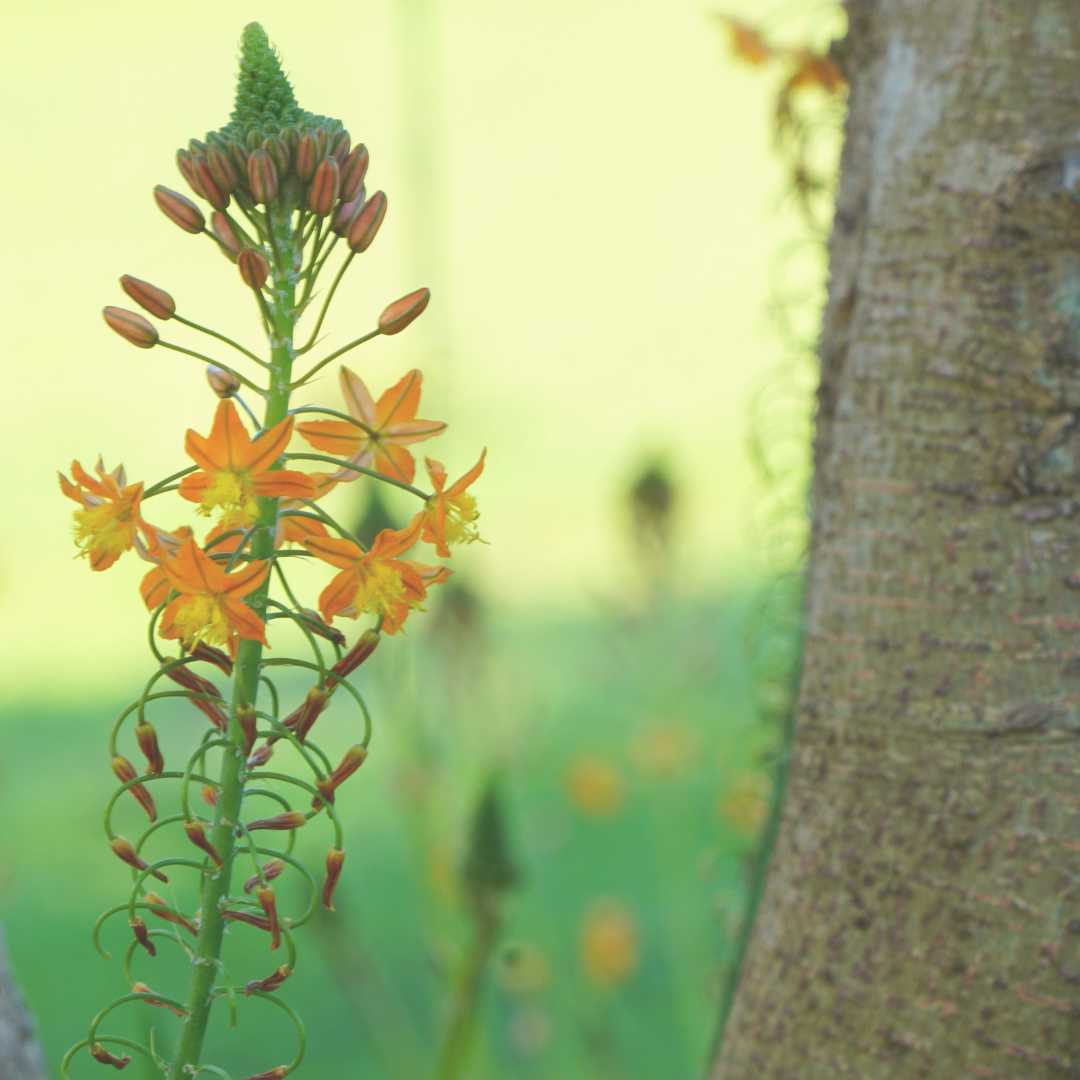 Image of a flower for body scan meditation seated postion 